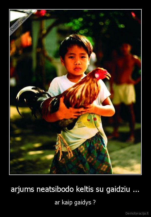 arjums neatsibodo keltis su gaidziu ...