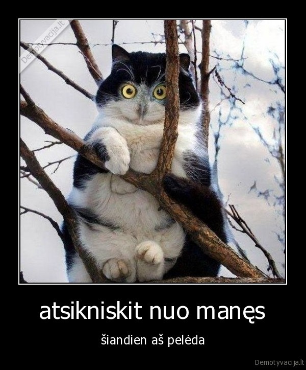 atsikniskit, nuo, manes,katinas,peleda,dideles, akys,katinas, medyje