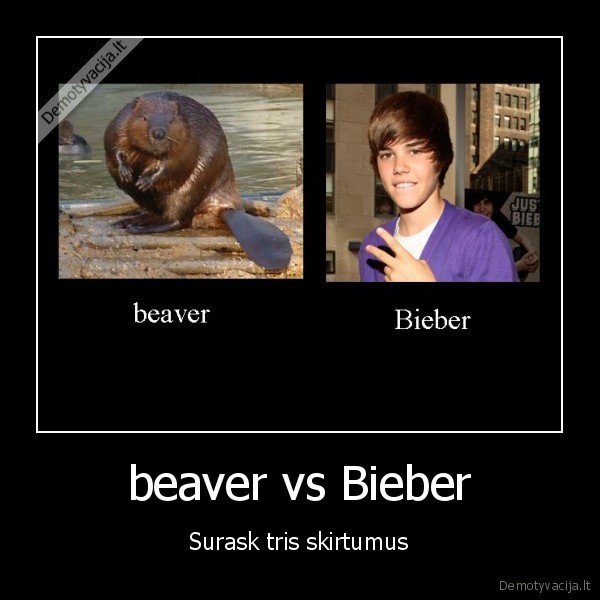 beaver vs Bieber
