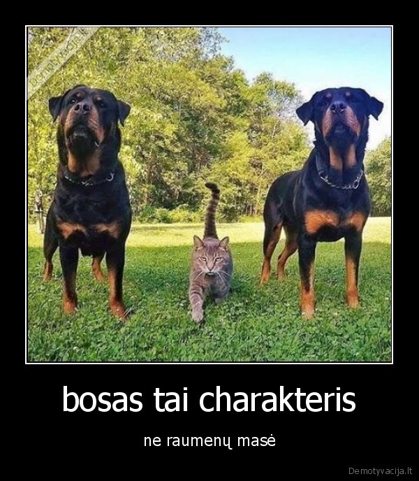 bosas tai charakteris