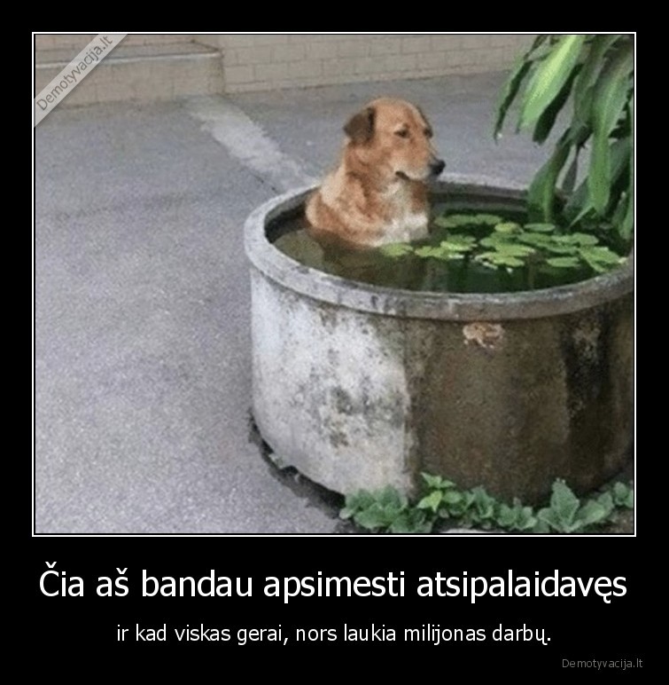 suo,atsipalaidavimas,darbai