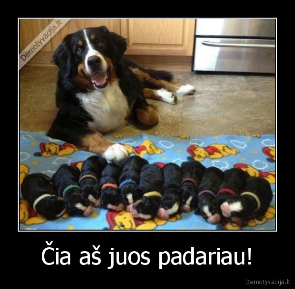 laiminga, mama,suniukai