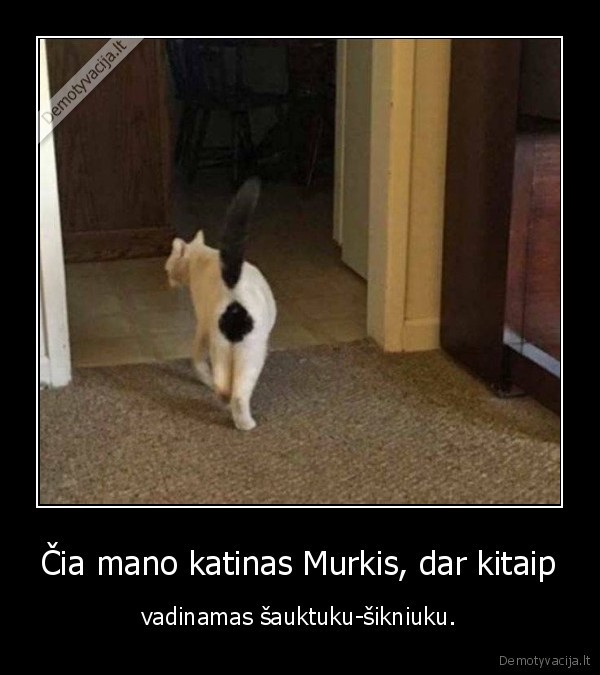 murkis,kate,katinas,sauktukas