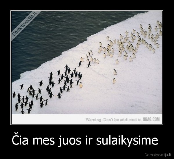 pingvinai, puola, byberio, fanus