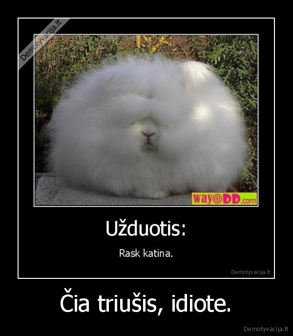 Čia triušis, idiote.