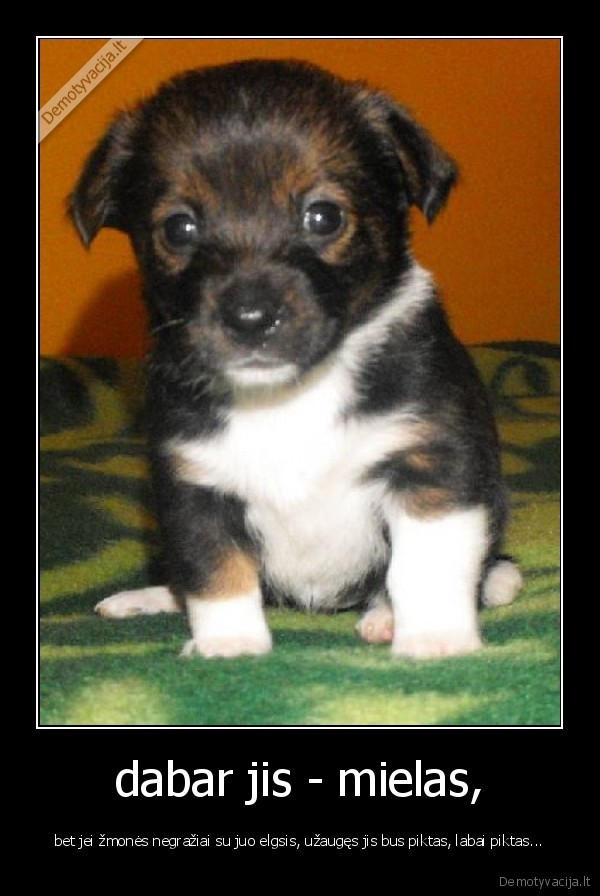 dabar jis - mielas,