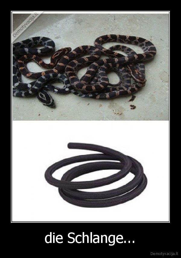 die Schlange...
