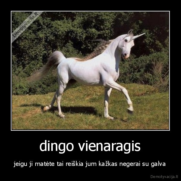 dingo vienaragis