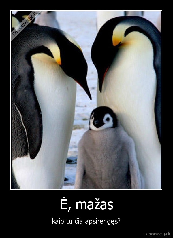 pingvinai,forsai,panevezys