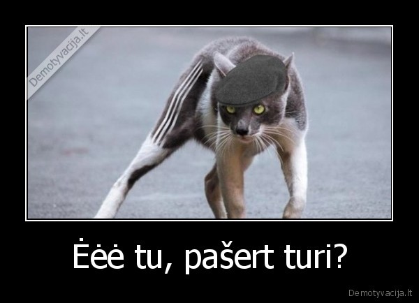 katinas,katinozas,marozas