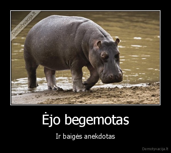 begemotas,ejo,anekdotas