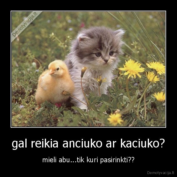 gal reikia anciuko ar kaciuko?