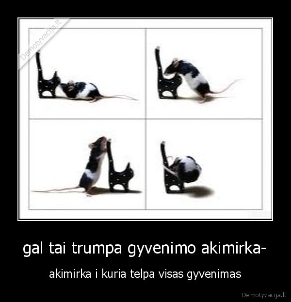 gal tai trumpa gyvenimo akimirka-