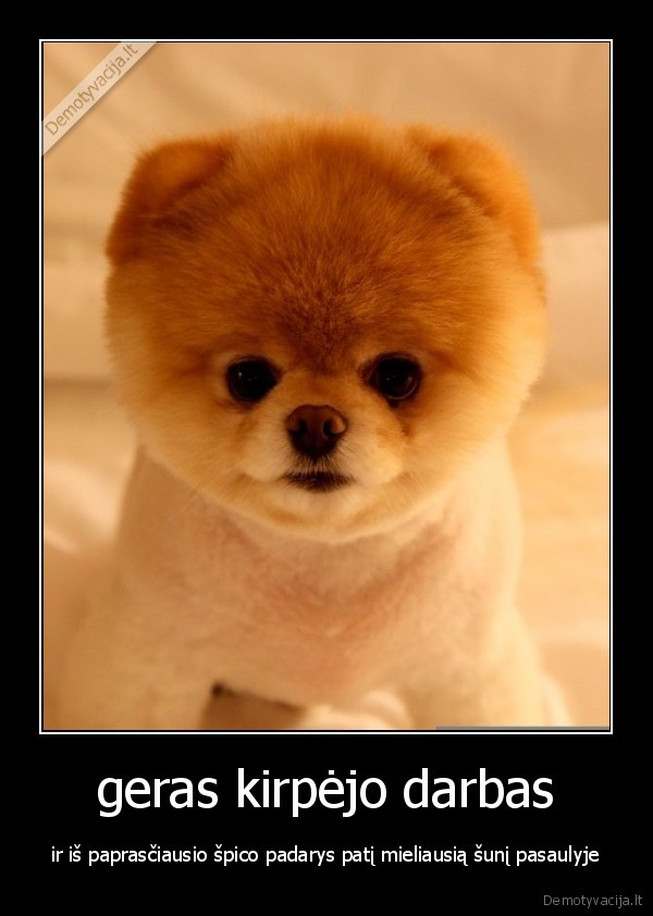 boo,suo,mieliausias, pasaulyje,geras, kirpejo, darbas