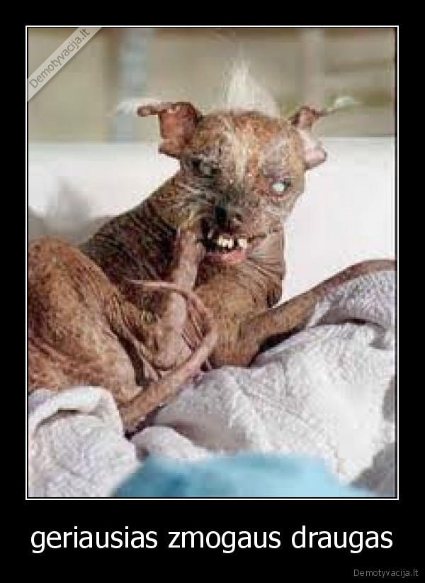 geriausias zmogaus draugas