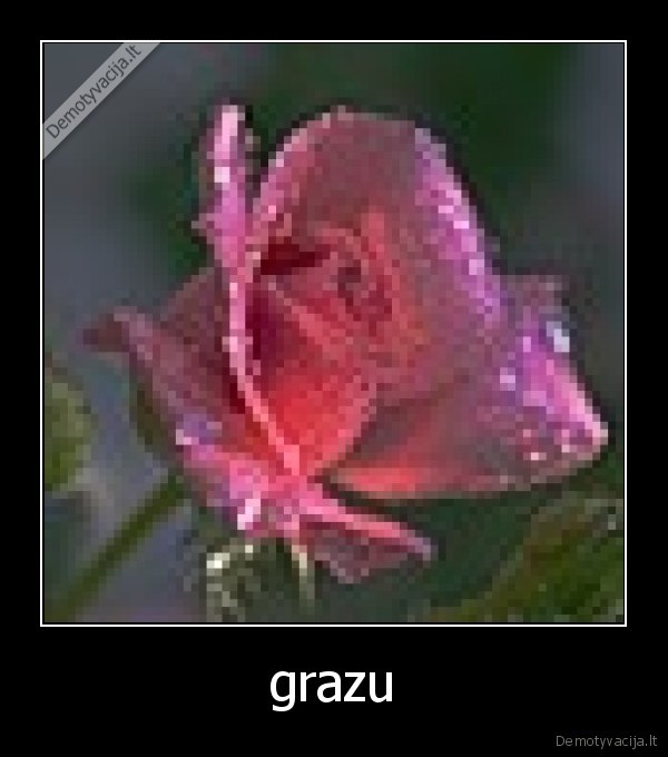 grazu
