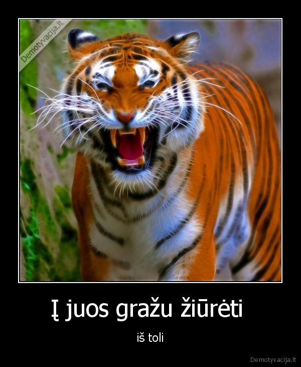 Į juos gražu žiūrėti 