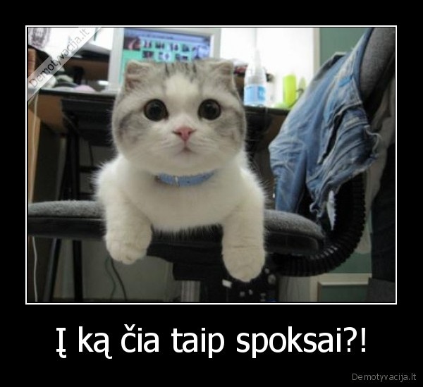 Į ką čia taip spoksai?!