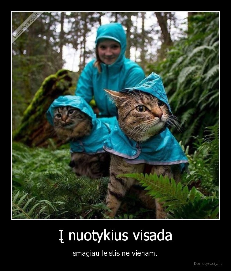 kate,katinas,nuotykiai