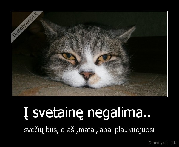 gyvunai,katias,sventes,pasipiktinimas