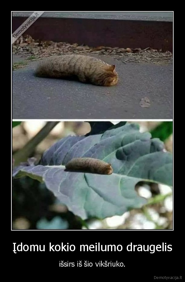 kate,katinas,drugelis,viksras