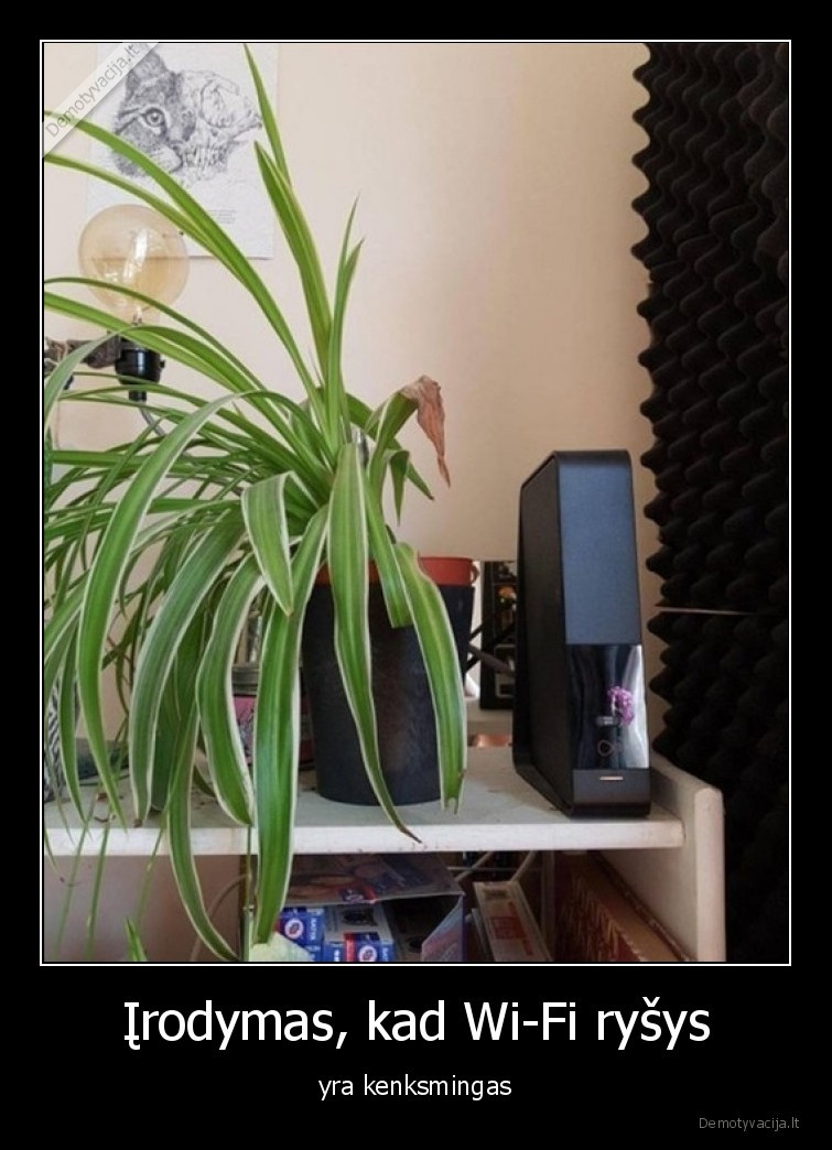 wi, fi,rysys,kenksmingas