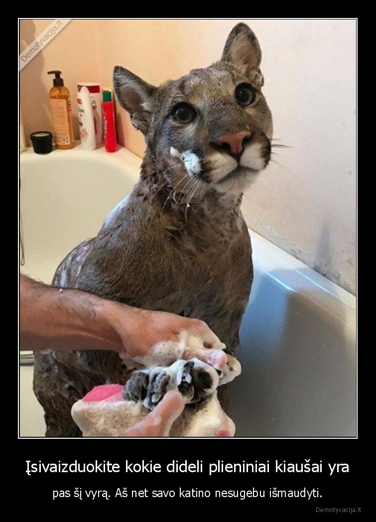 kiausai,vyras,kate,katinas,puma,vonia