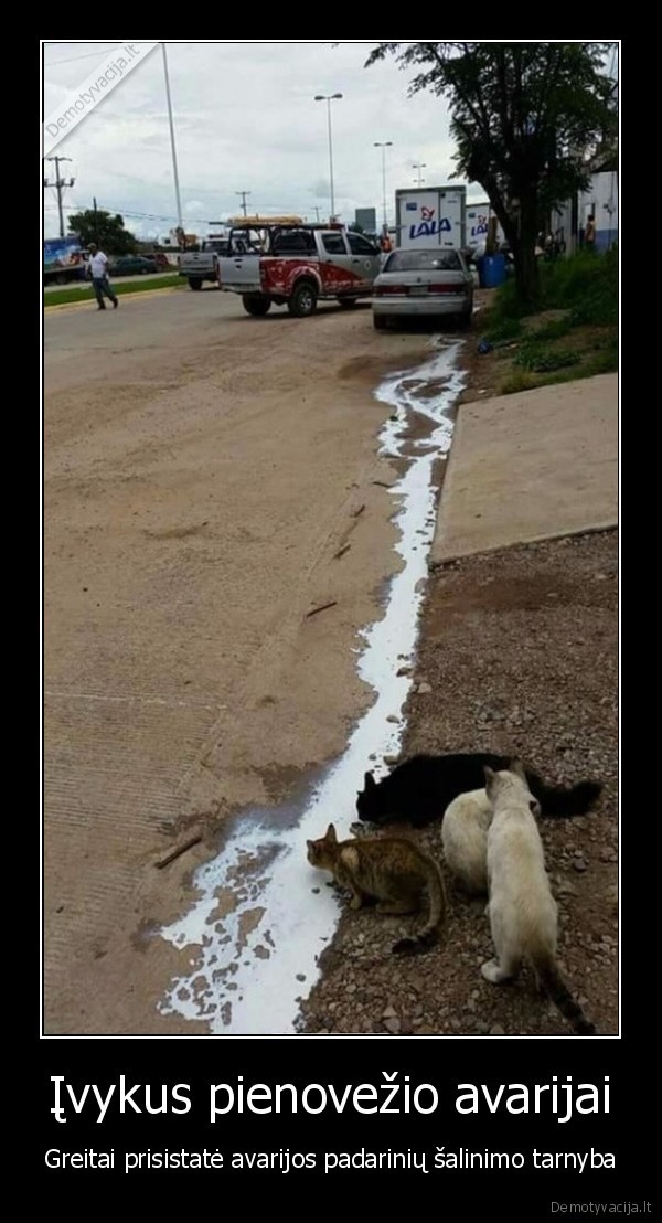 katinai,kates, laka, piena