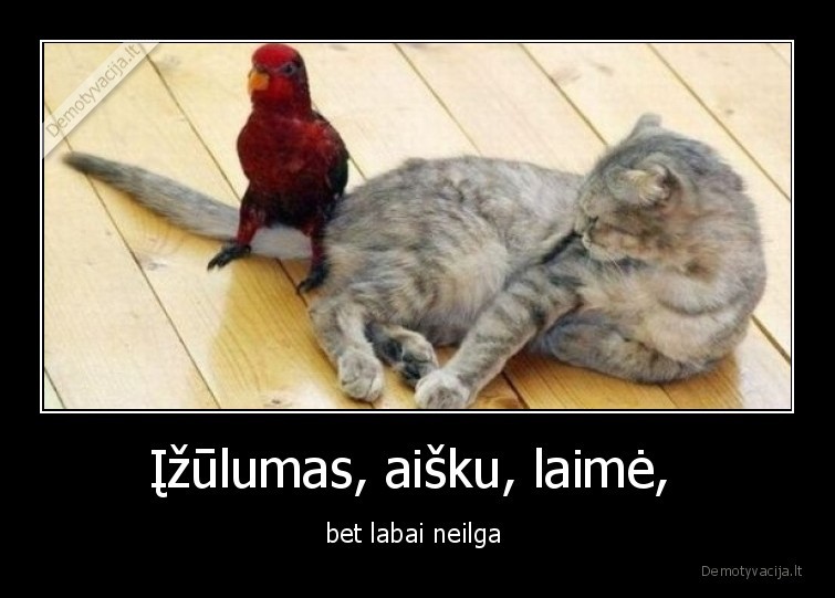 katinas,papuga,izulumas