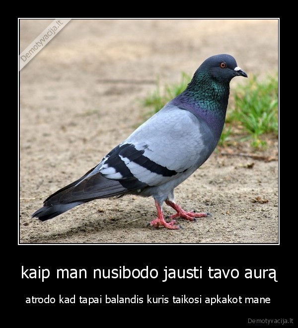 kaip man nusibodo jausti tavo aurą