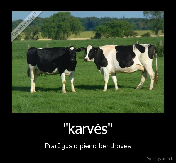 "karvės"