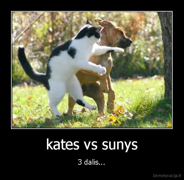 kates vs sunys