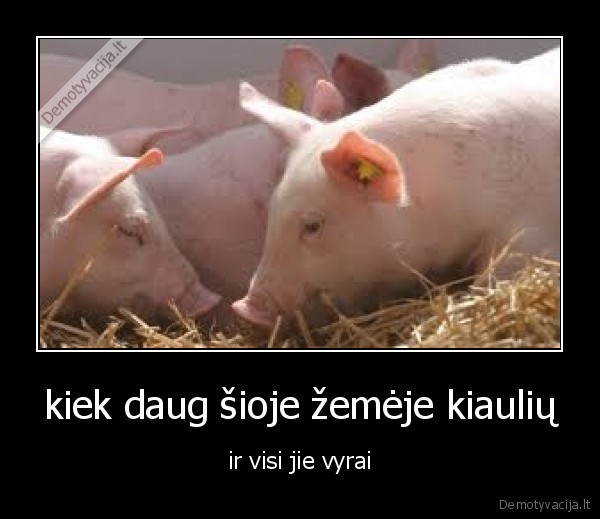 visi, vyrai, kiaules