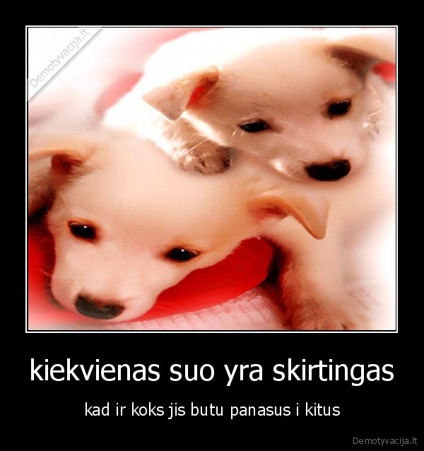 kiekvienas suo yra skirtingas