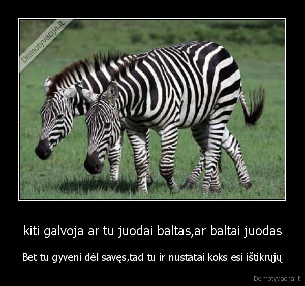 zebras, irgi, turi, jausmus