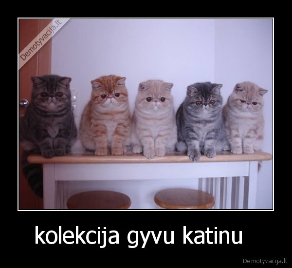 kolekcija gyvu katinu  