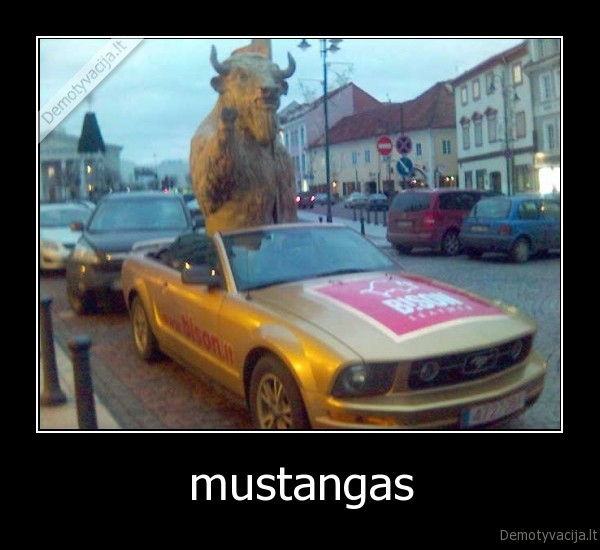 mustangas