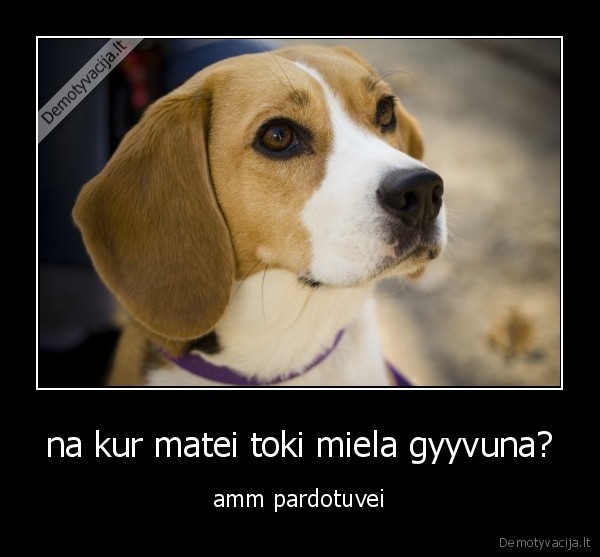 na kur matei toki miela gyyvuna?