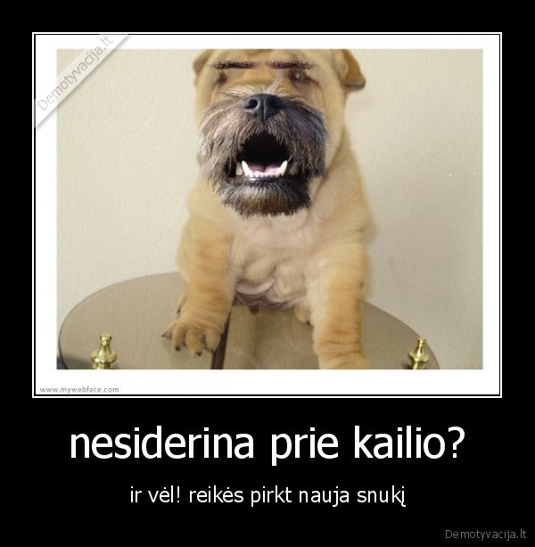 nesiderina prie kailio?