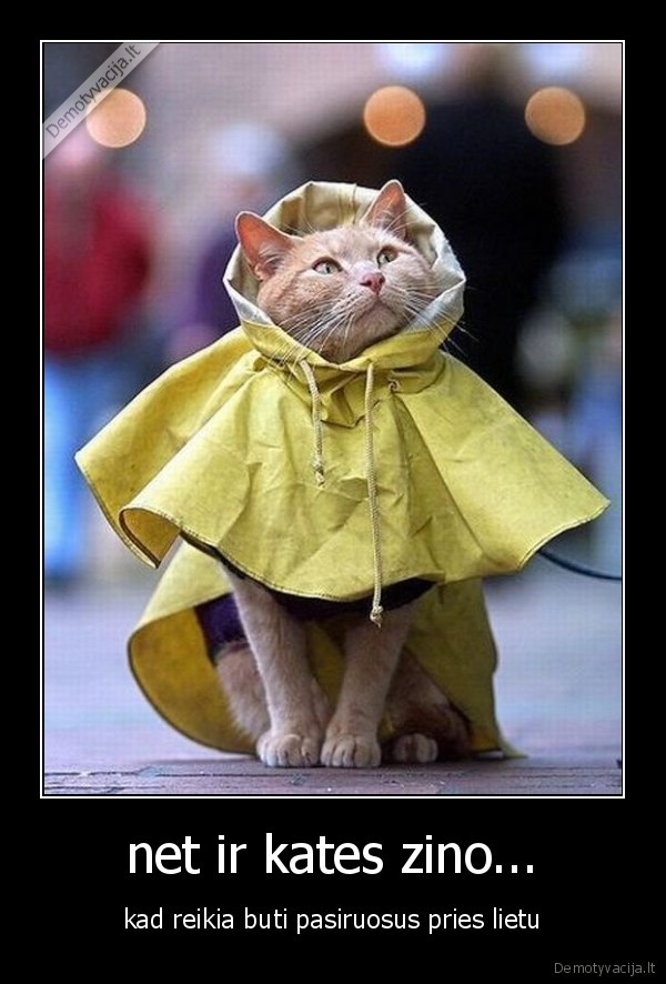 net ir kates zino...