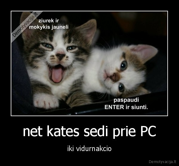 net kates sedi prie PC