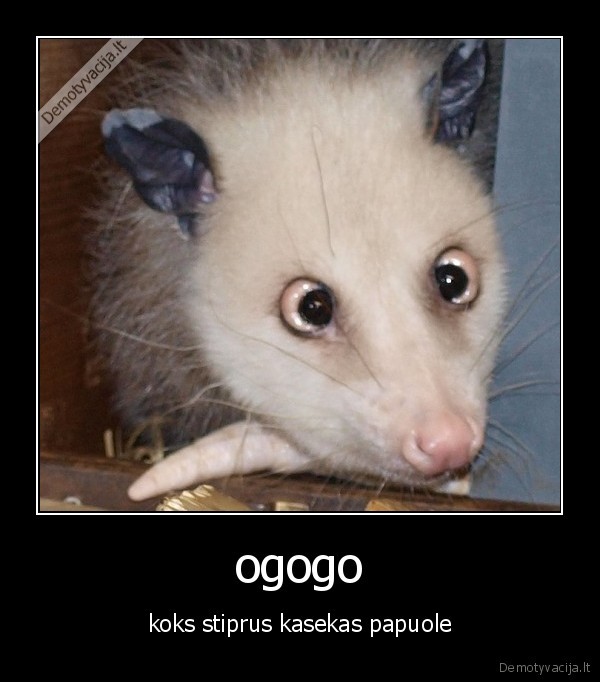 ogogo