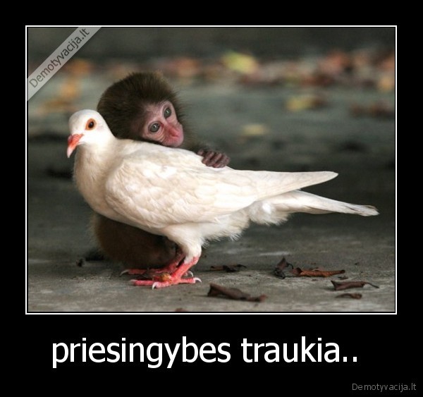 priesingybes traukia.. 