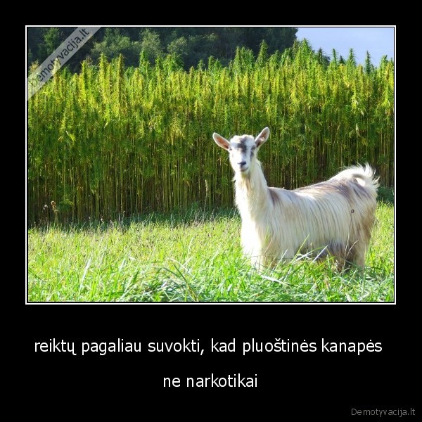 reiktų pagaliau suvokti, kad pluoštinės kanapės 