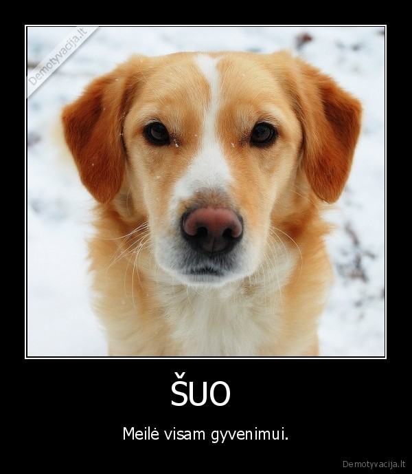 suo,istikimas, draugas