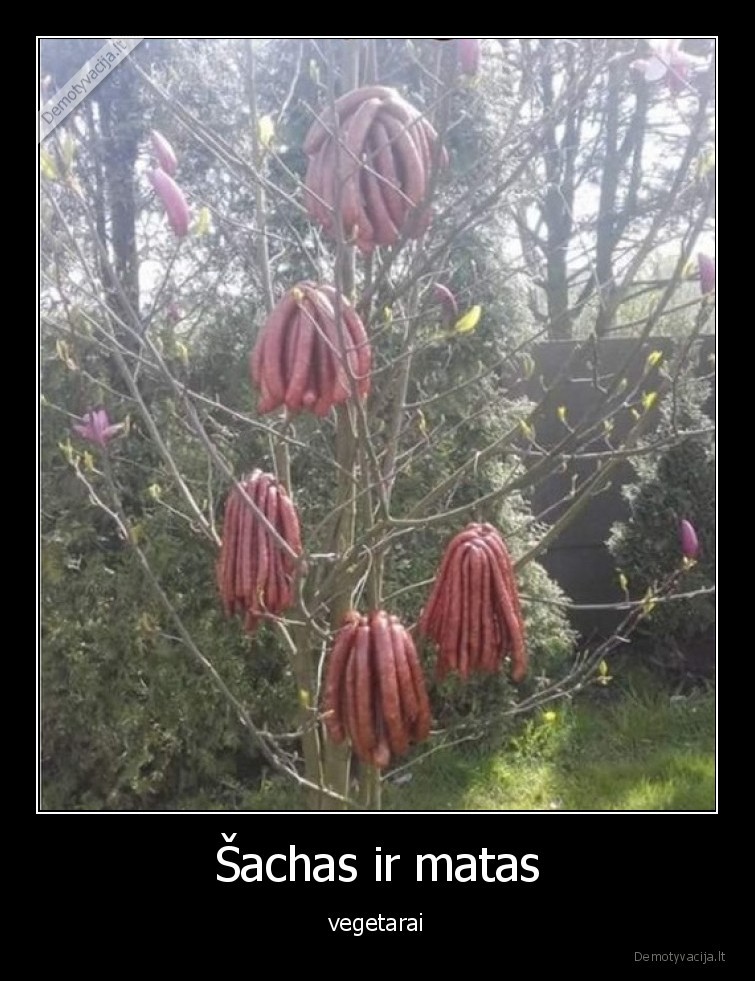 vegetarai,mesa,desreles,auga,ant,medzio