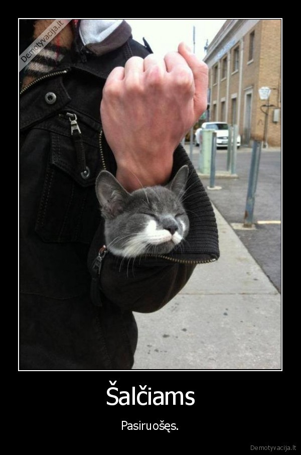 katinas,silta,sildo,rankove