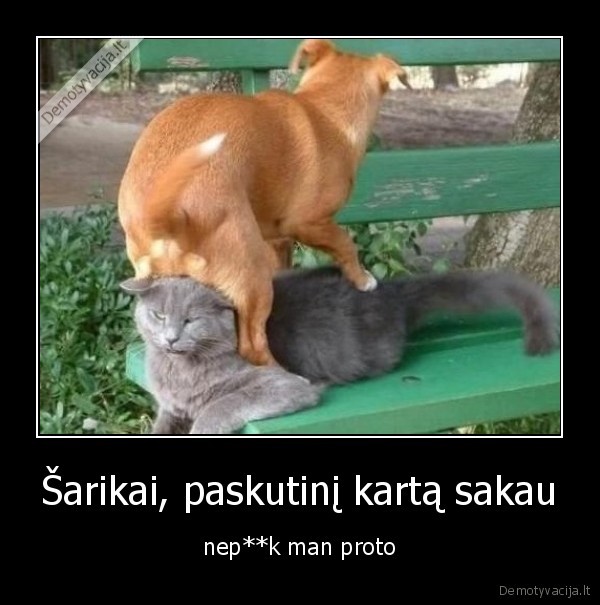 suo, katinas, draugeliai