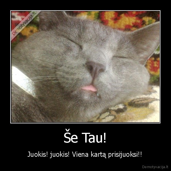 katinai, katinas, gyvunai, gyvunas, suo, sunys, qashqaikate, kates