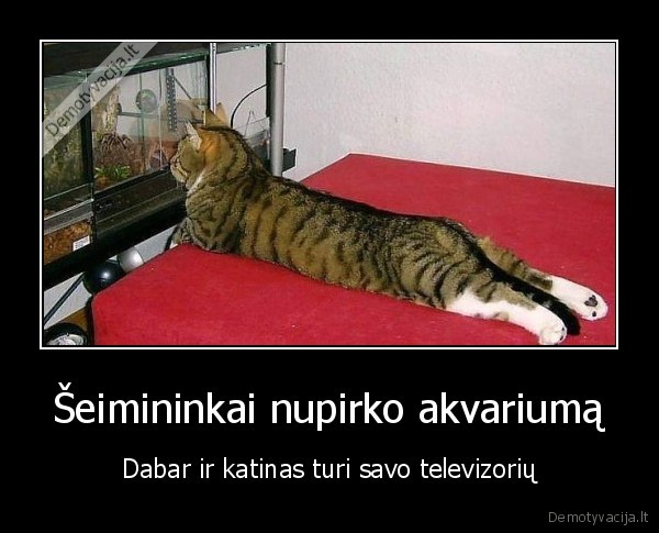 akvariumas,katinas,televizorius
